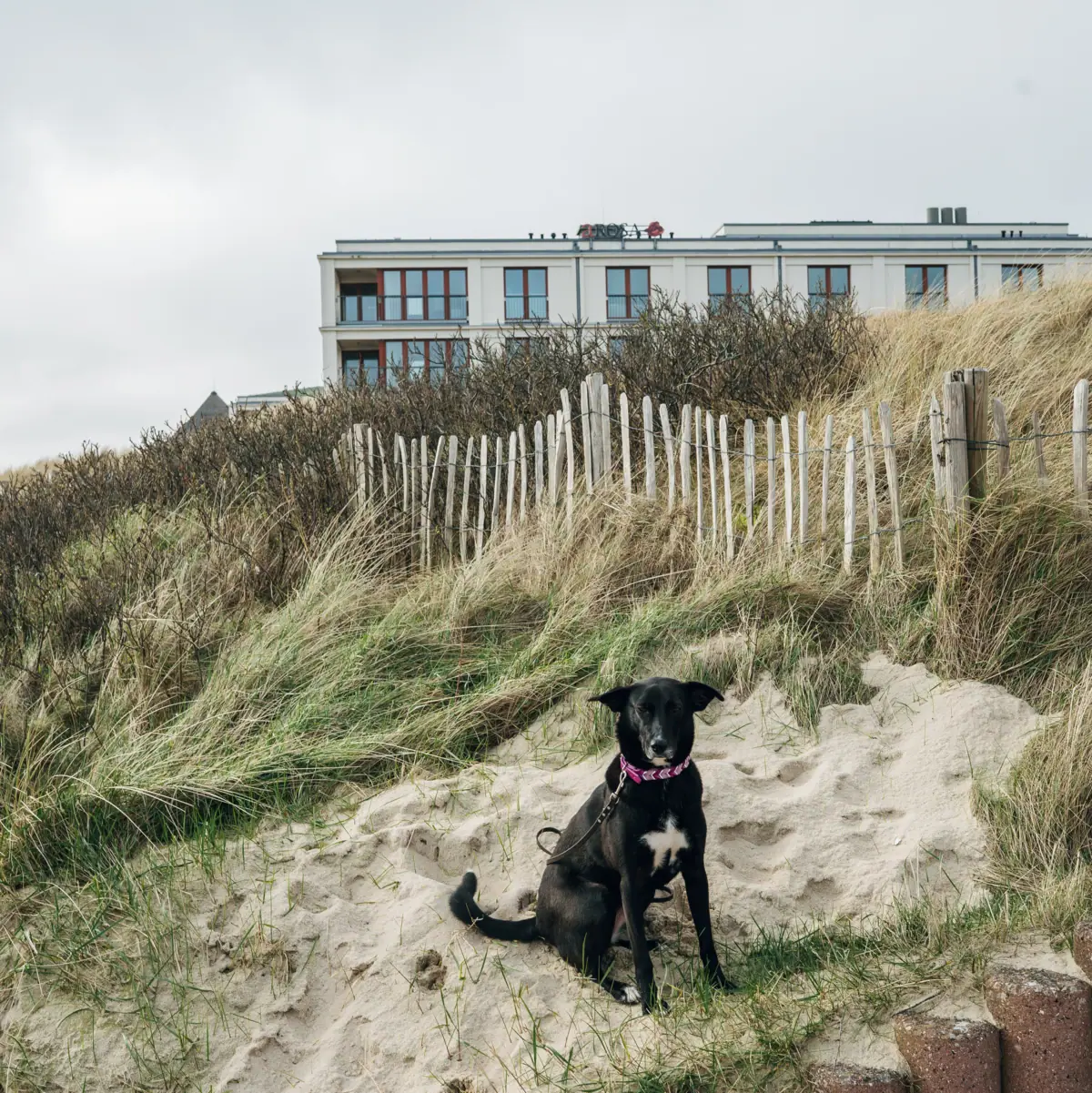 Ein Hund sitzt vor dem A-ROSA Hotel Sylt.