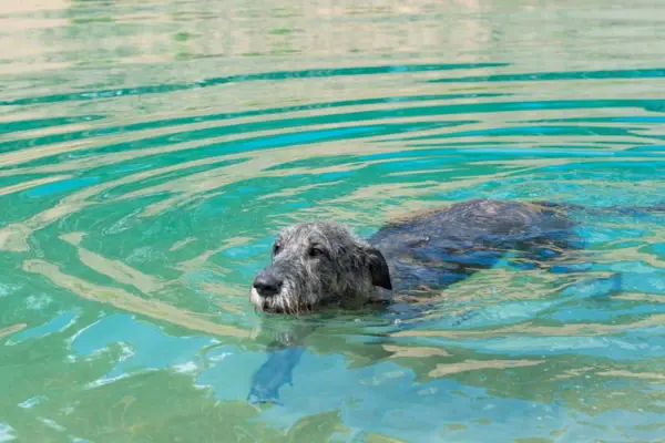 Ein Hund schwimmt im Wasser.