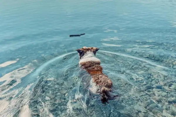 Fido Beach Ein kleiner Hund schwimmt durch klares Wasser zu einem Stock.