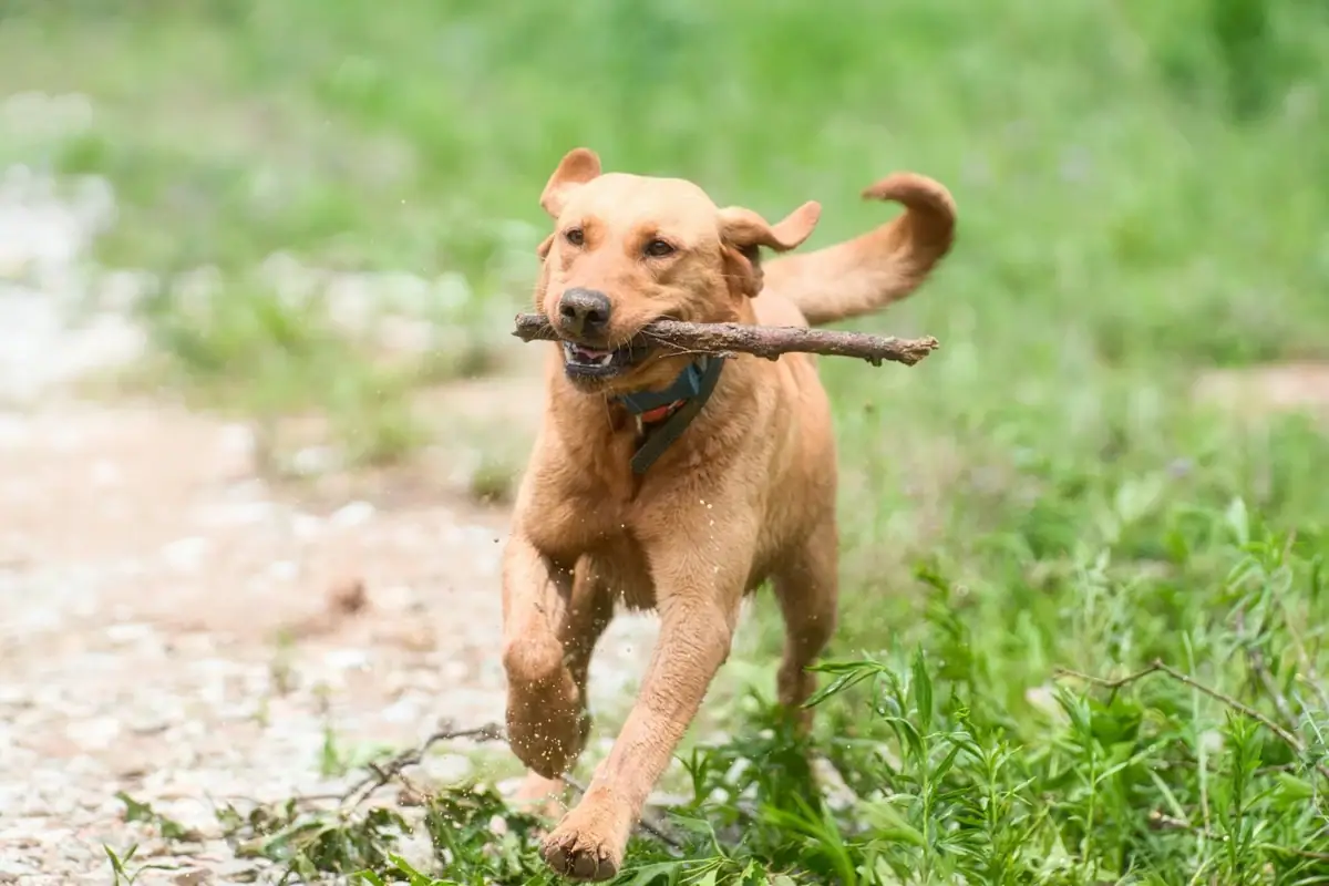 Ein Hund rennt mit einem Stock im Maul.