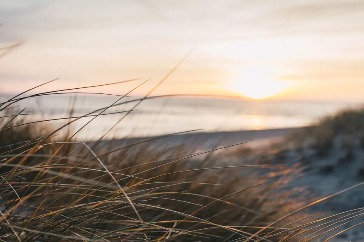 Dünen Sylt Nahaufnahme von Dünengras am Strand.