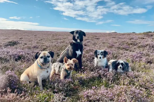 Hunde in der Sylter Heide