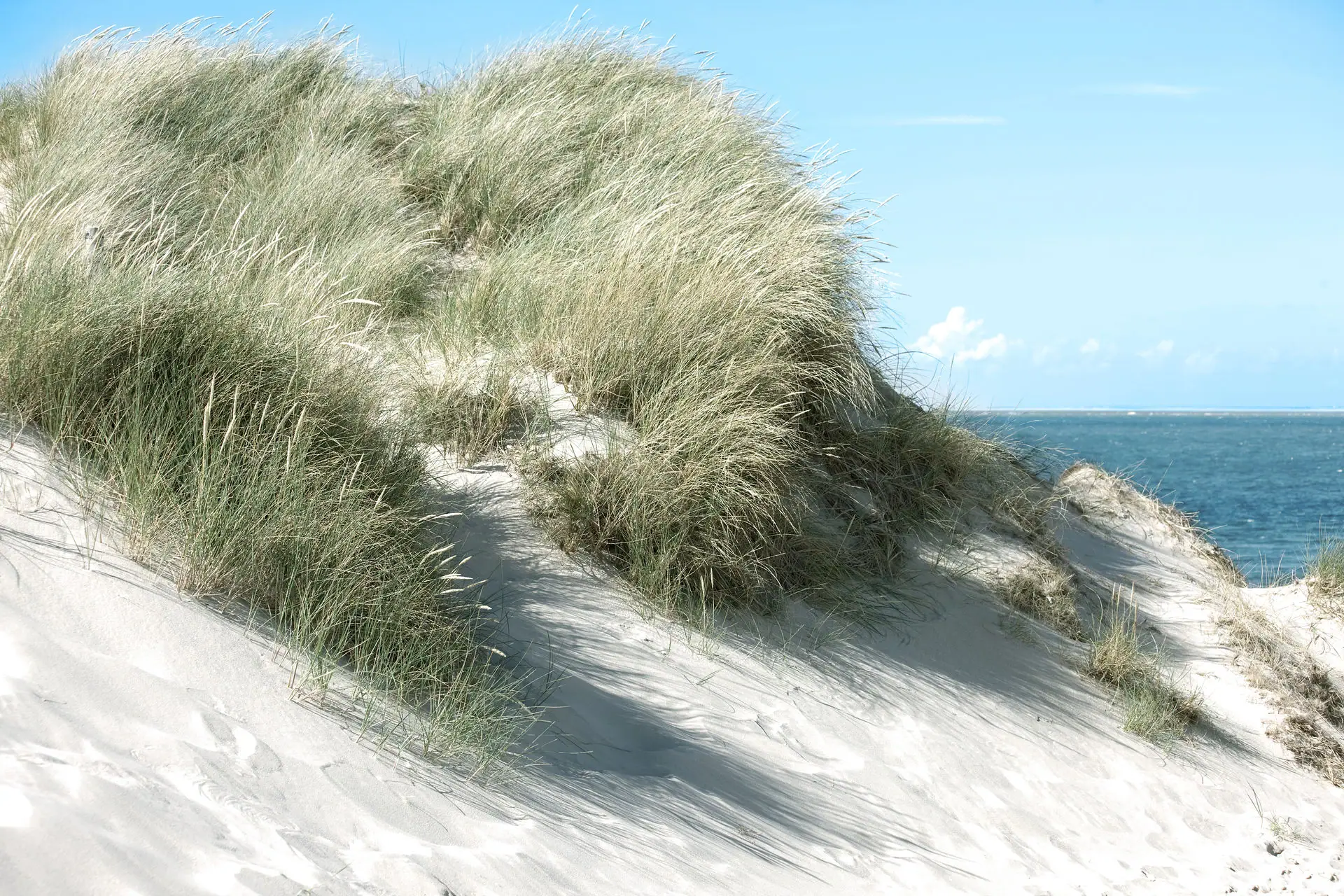 Sanddüne mit Gras und Wasser im Hintergrund