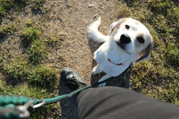 Hund an der Leine im Freien