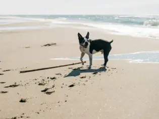 Eine schwarz-weiße französische Bulldogge steht an einem weiten Sandstrand. Hinter dem Hund ist das Meer und die Brandung zu erkennen.