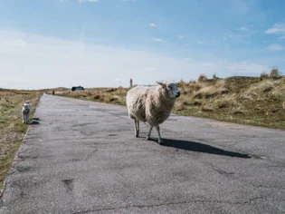 Ein Schaf läuft einen asphaltierten Weg durch die Dünen entlang. 