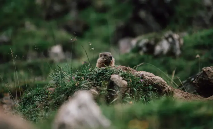 Ein Murmeltier lugt neugierig über eine Hügel. Auf der grünen Fläche wächst Gras und kleine bewachsene Felsen liegen verstreut.