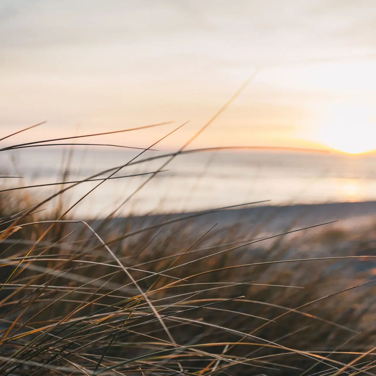 Nahaufnahme von Dünengras am Strand von Sylt bei Sonnenaufgang.