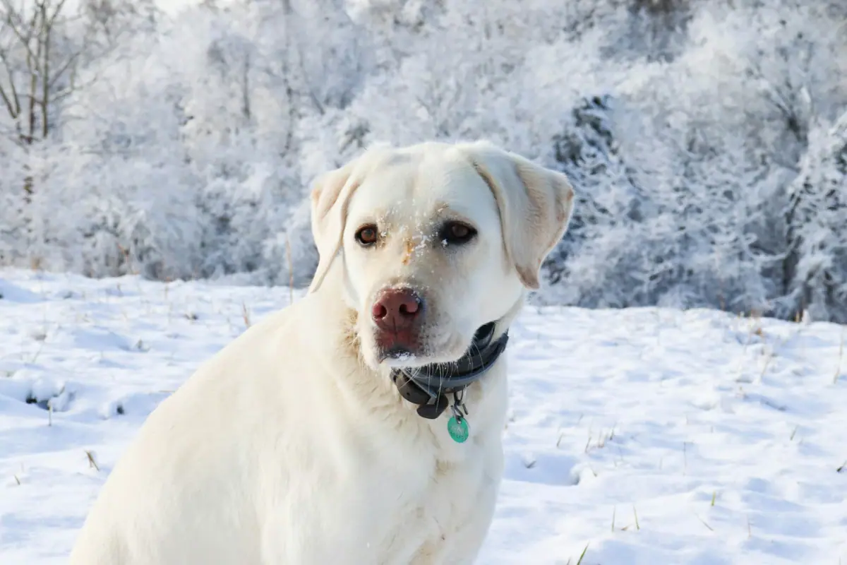 Ein Hund sitzt im Schnee.