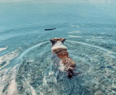 Ein kleiner Hund schwimmt durch klares Wasser zu einem Stock.