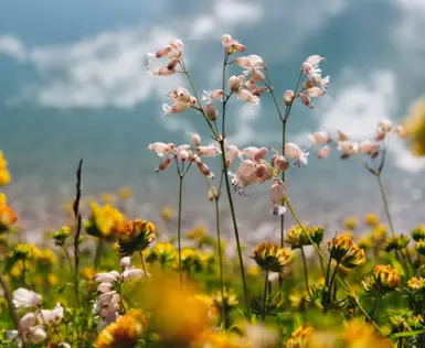 Rosa und gelbe Blumen stehen auf einem Blütenfeld und im Hintergrund ist eine Gebirgslandschaft zu erkennen. 