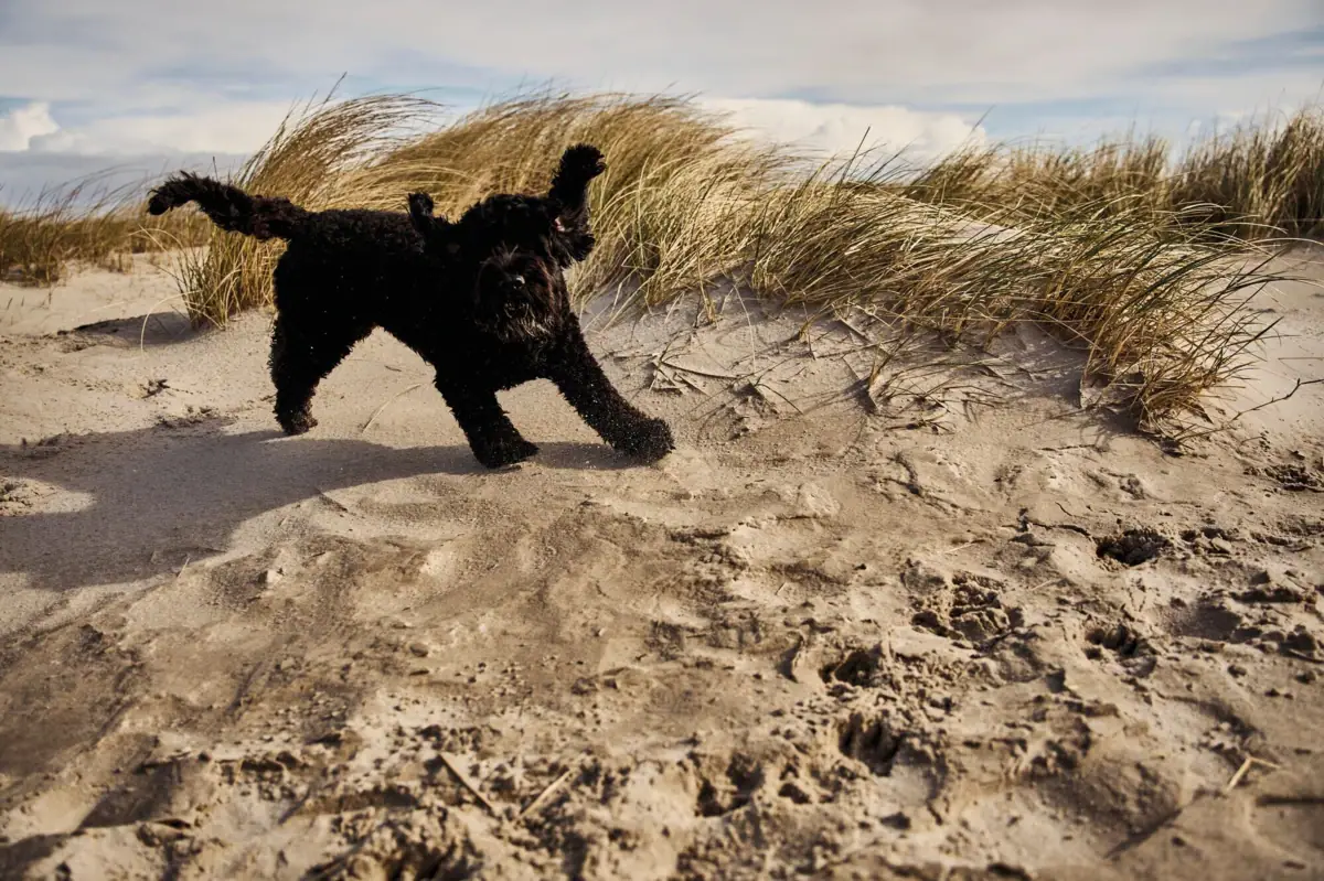 Ein Hund rennt auf Sand.