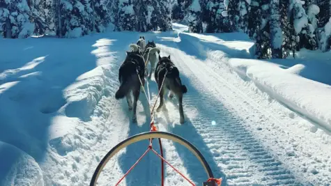 Huskys, die einen Schlitten durch eine verschneite Winterlandschaft ziehen.