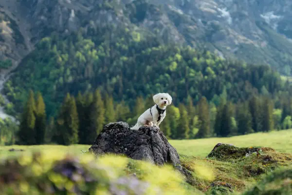 Hund sitzt auf einem Felsen in einem grasbewachsenen Feld mit Bergen im Hintergrund.