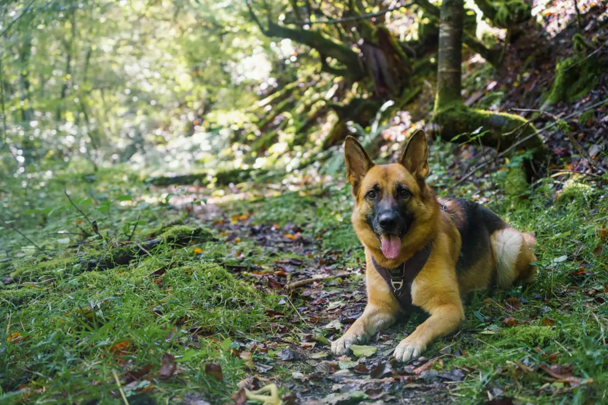 Ein Schäferhund macht Platz in einem Waldstück.