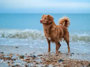 Ein brauner Hund steht am Strand und hat etwas nasses Fell.