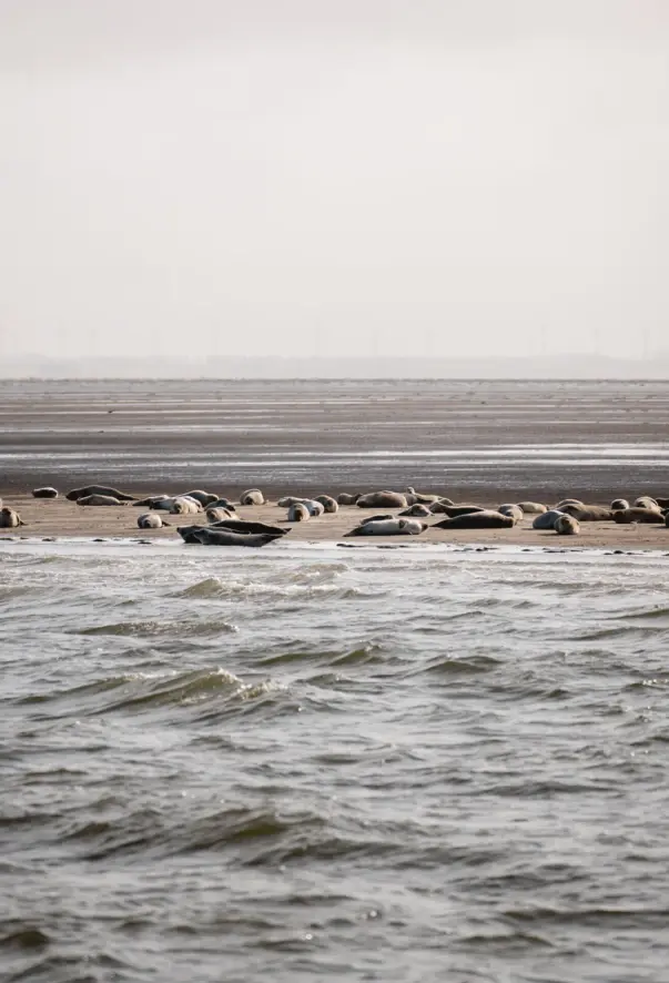 Eine Sandbank mit vielen Seehunden ist zu sehen. Im Vordergrund ist das Meer mit einigen kleinen Wellen und im Hintergrund eine Wattlandschaft zu erkennen.
