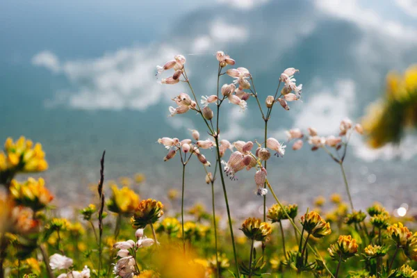 Primo piano di fiori in un ambiente naturale esterno.