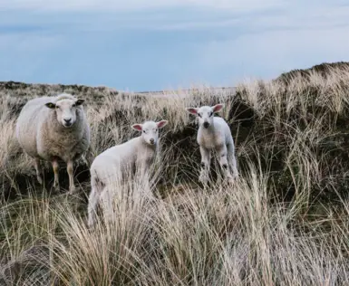 Es stehen drei Schafe, ein älteres und zwei Lämmer, in den Dünen und schauen in die Kamera.