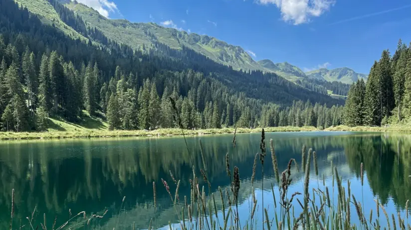 Ein Gewässer umgeben von Bäumen und Bergen.