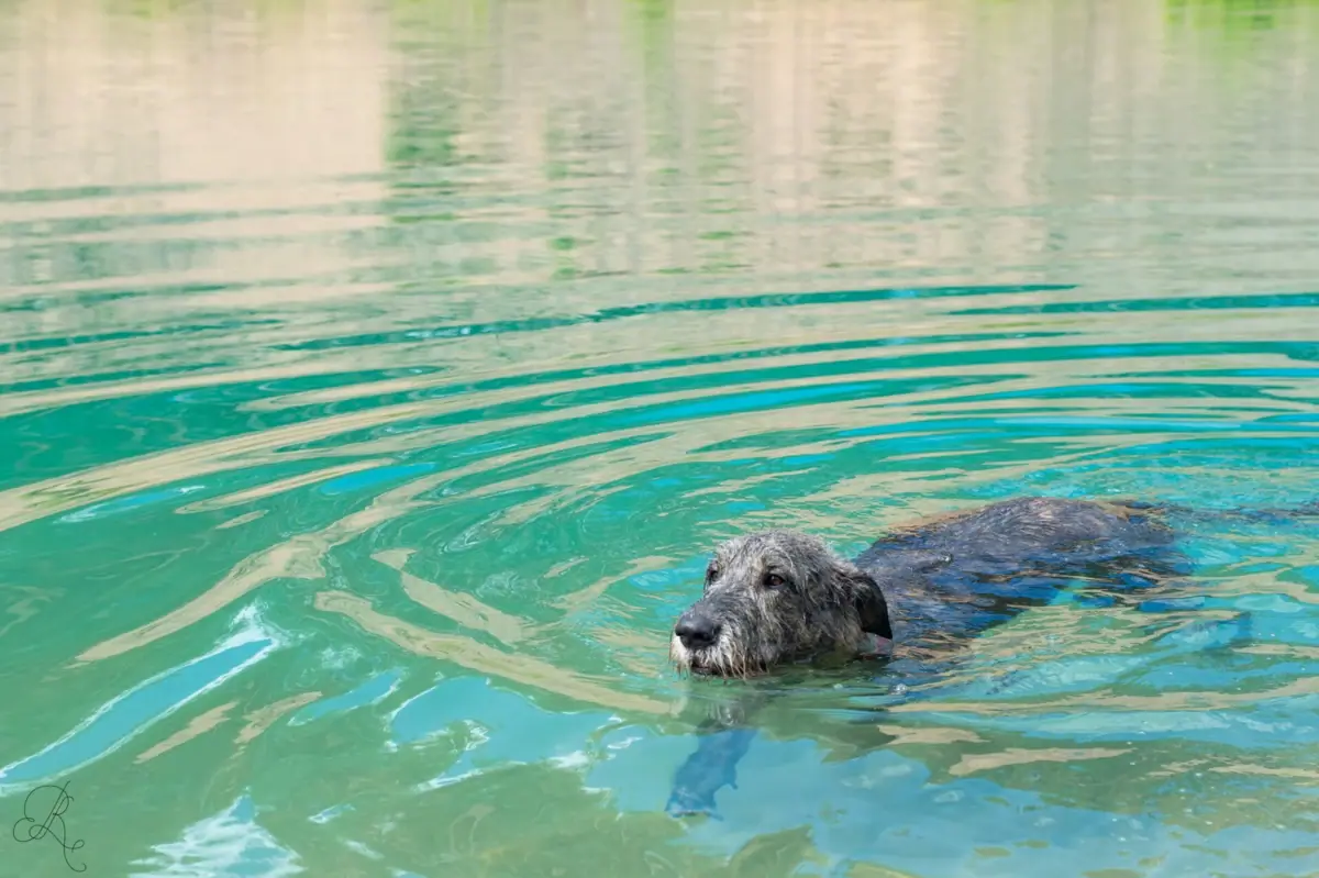Ein Hund schwimmt im Wasser.