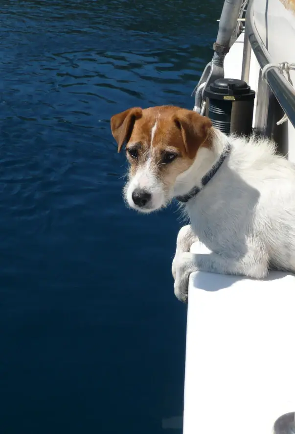 Ein kleiner Hund lässt die Pfoten über den Rand eines Bootes hängen.