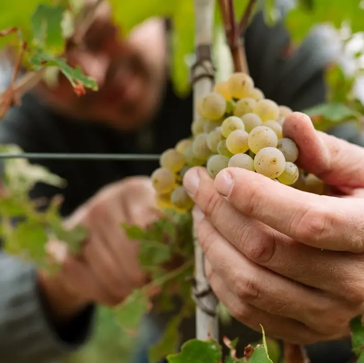Eine Person hält eine Traube auf einem Weinberg in der Pfalz..