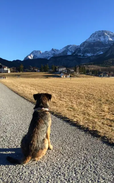 Ein Hund sitzt auf einem Weg und schaut in die Ferne auf ein Dorf mit schneebedeckten Bergen im Hintergrund. Die Landschaft ist von einer klaren, blauen Himmel und einer friedlichen Atmosphäre geprägt.