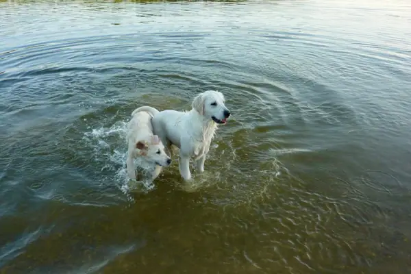 Zwei Hunde im Wasser