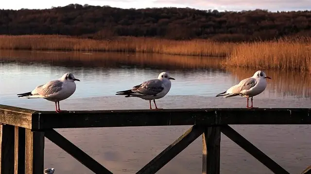 Möwen auf einem hölzernen Geländer am Schmachter See in Binz.