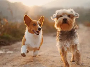 Zwei kleine Hunde laufen auf einem Sandweg auf die Kamera zu. Im Hintergrund ist ein Feld und die Sonne zu sehen.