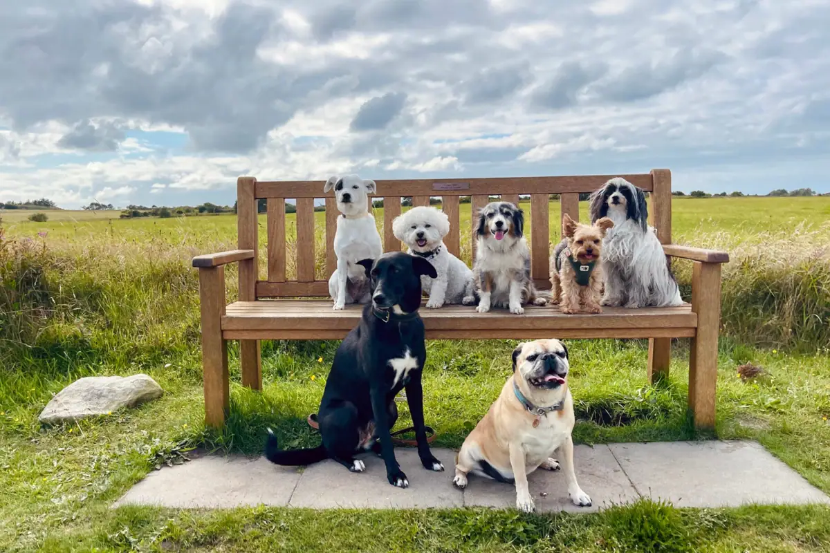 Eine Gruppe von Hunden sitzt auf einer Bank.
