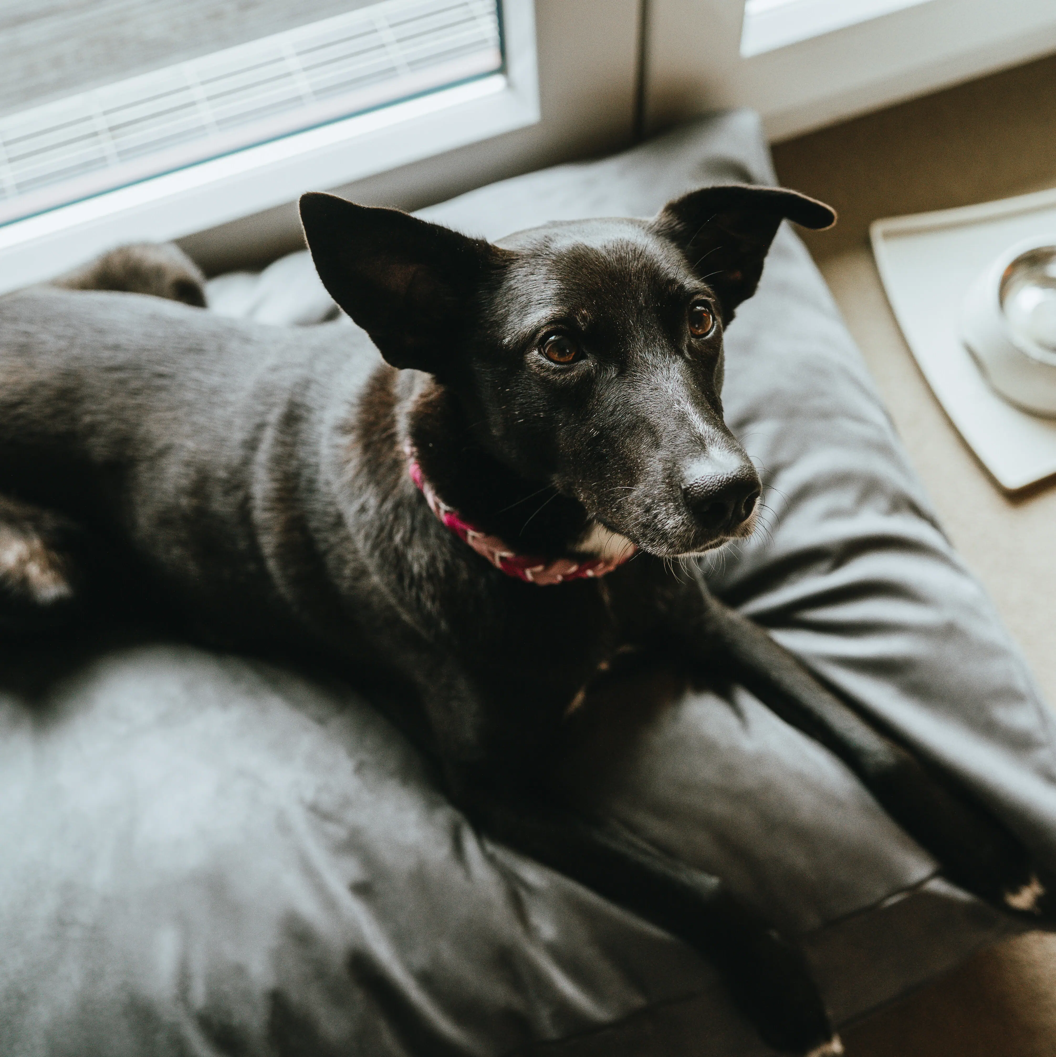 Ein Hund liegt auf einem Kissen im A-ROSA Hotel Sylt.