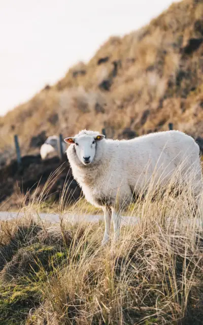 Ein fluffiges, weißes Schaf steht in den Dünen und schaut neugierig in die Kamera.