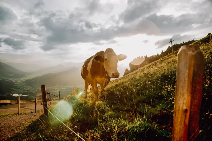 Eine braun-weiße Kuh auf einer Almwiese blickt direkt in die Kamera, im Hintergrund die untergehende Sonne, die den Himmel in ein warmes Licht taucht und die sanften Konturen eines Alpentals hervorhebt. Der Zaun im Vordergrund rahmt die Szene natürlich ein.