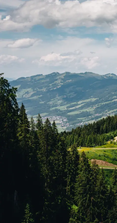 Eine Luftansicht der Tannenwälder und Berge. 