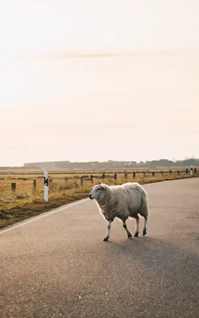 Schafe auf den Straßen