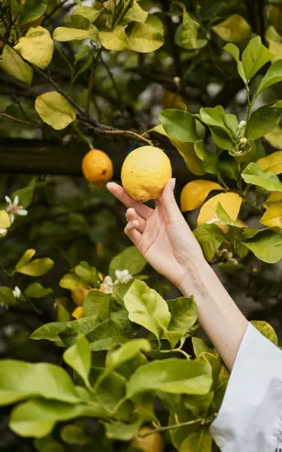 Eine Hand, gekleidet in einer weißen Bluse mit Spitzenärmeln, pflückt eine gelbe Zitrone direkt vom Baum. Die lebendigen Farben und das frische Grün der Zitronenblätter im Hintergrund heben die Frucht hervor und vermitteln ein Gefühl von Frische und Natur.