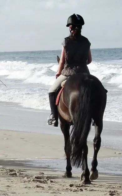 Pferde im Sand am Strand