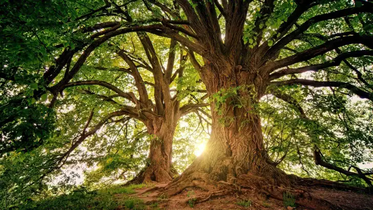 Großer Baum mit vielen Ästen im Freien.