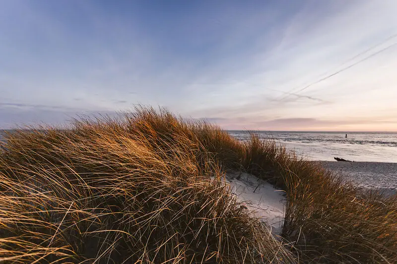 Gras am Strand unter bewölktem Himmel mit Wasser im Hintergrund.