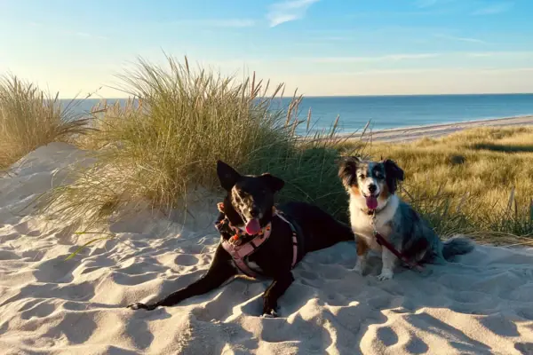 Hunde am Sylter Strand