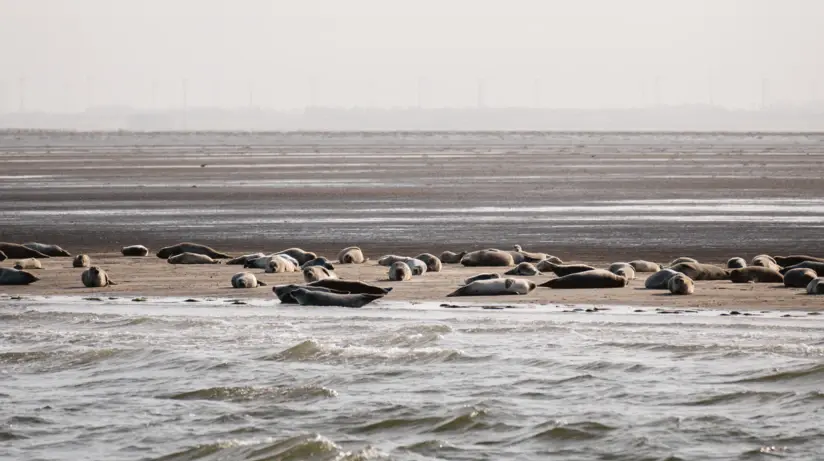 Seehunde liegen auf einer Sandbank, umgeben von dem grau blauen welligen Meer. 