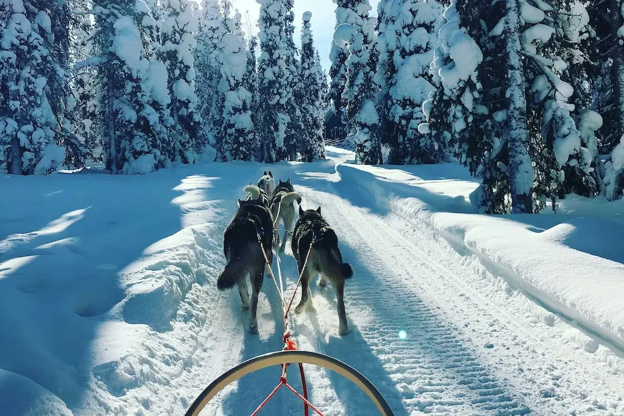 Husky Schlittenfahrt Eine Gruppe von Huskys zieht einen Schlitten durch den Schnee.