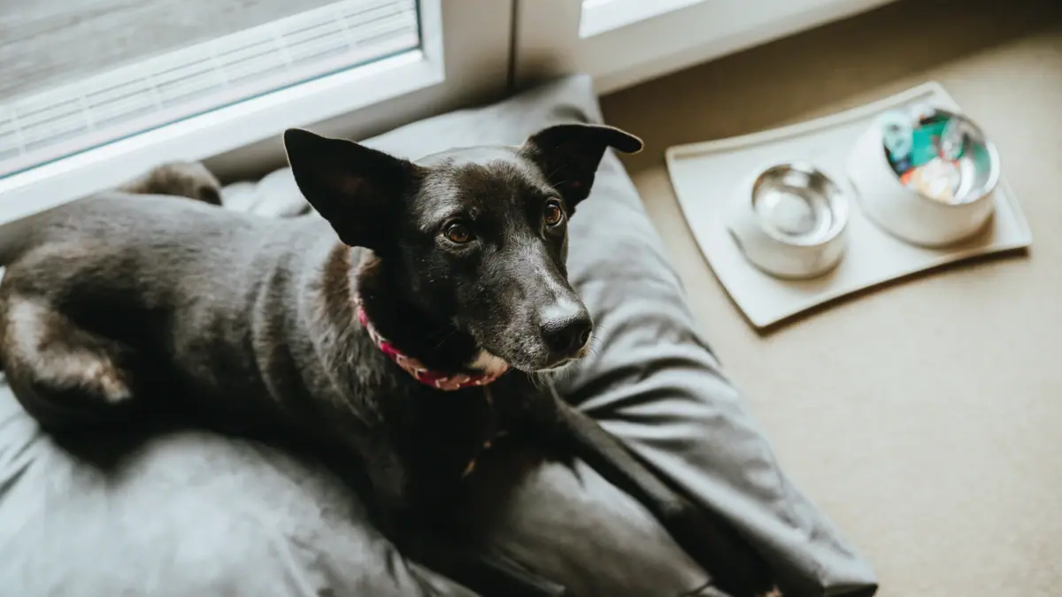 Ein Hund liegt auf einem Kissen in einem Hotelzimmer im A-ROSA Sylt.