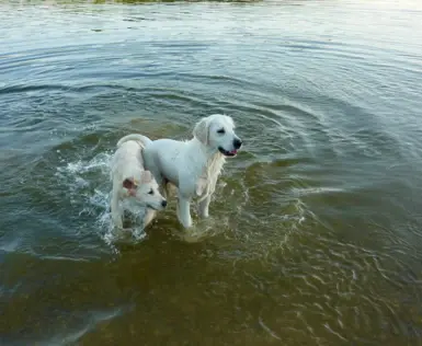 Zwei weiße Hunde stehen mit den Pfoten im Wasser.