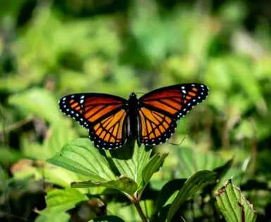 Schmetterling auf einem grünen Blatt.