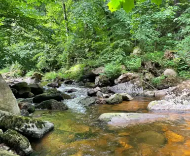 Idyllischer Bach im Harz, umgeben von dichtem, grünem Wald und moosbedeckten Felsen. Das klare Wasser fließt sanft zwischen den Steinen hindurch und schafft eine friedliche Naturkulisse.