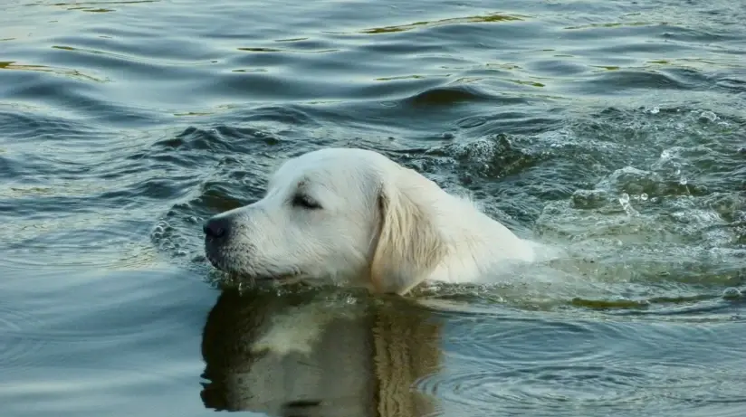 Ein Golden Retriever schwimmt im Wasser.