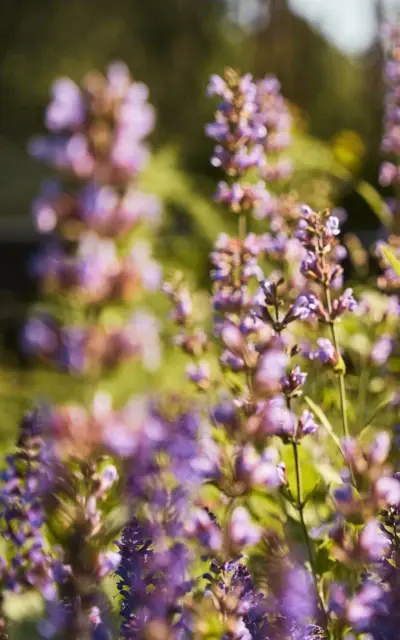 Nahaufnahme von lila Lavendelblüten.